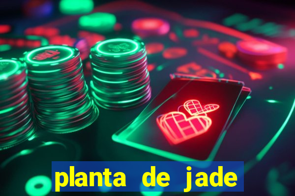 planta de jade significado espiritual
